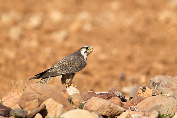 Lannerfalke sspec.1 (Falco biarmicus erlangeri)