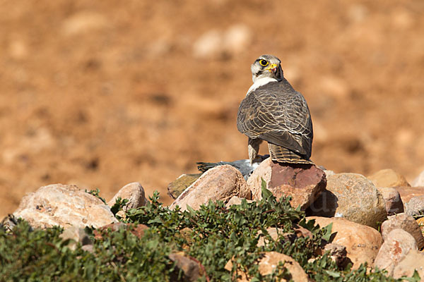 Lannerfalke sspec.1 (Falco biarmicus erlangeri)