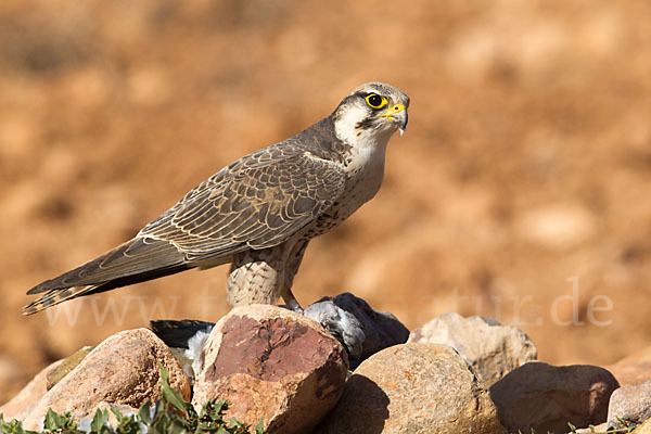 Lannerfalke sspec.1 (Falco biarmicus erlangeri)