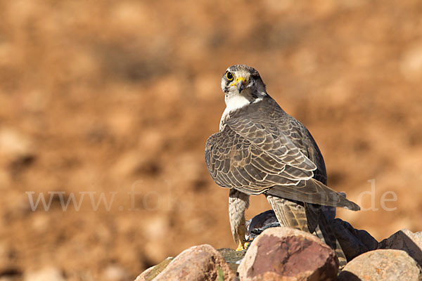 Lannerfalke sspec.1 (Falco biarmicus erlangeri)