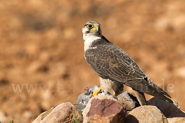 Lannerfalke sspec.1 (Falco biarmicus erlangeri)