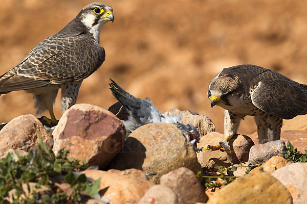 Lannerfalke sspec.1 (Falco biarmicus erlangeri)