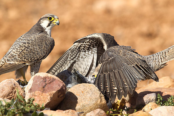 Lannerfalke sspec.1 (Falco biarmicus erlangeri)