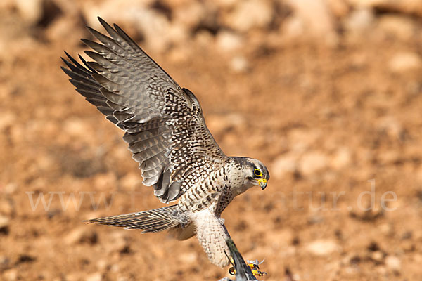 Lannerfalke sspec.1 (Falco biarmicus erlangeri)