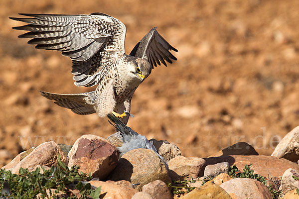 Lannerfalke sspec.1 (Falco biarmicus erlangeri)