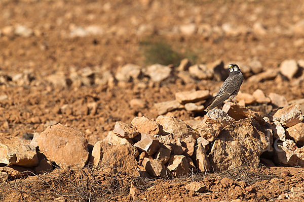 Lannerfalke sspec.1 (Falco biarmicus erlangeri)