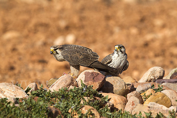 Lannerfalke sspec.1 (Falco biarmicus erlangeri)