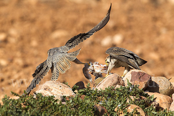 Lannerfalke sspec.1 (Falco biarmicus erlangeri)