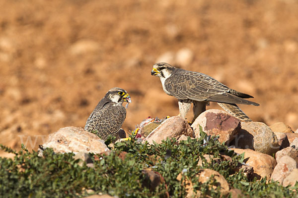 Lannerfalke sspec.1 (Falco biarmicus erlangeri)