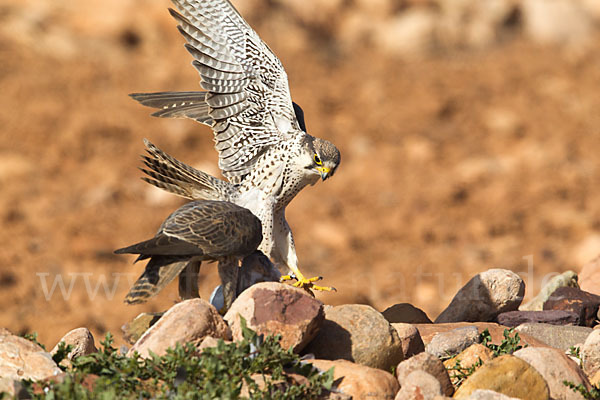 Lannerfalke sspec.1 (Falco biarmicus erlangeri)