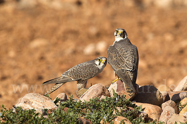 Lannerfalke sspec.1 (Falco biarmicus erlangeri)