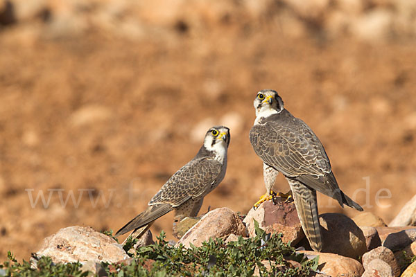 Lannerfalke sspec.1 (Falco biarmicus erlangeri)