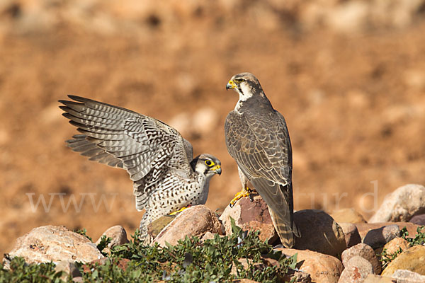 Lannerfalke sspec.1 (Falco biarmicus erlangeri)