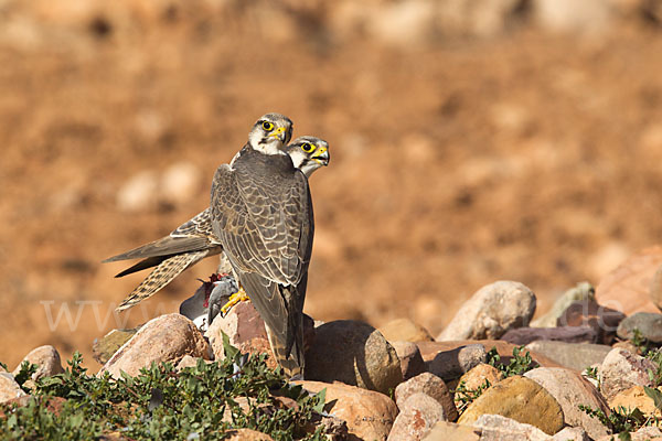 Lannerfalke sspec.1 (Falco biarmicus erlangeri)