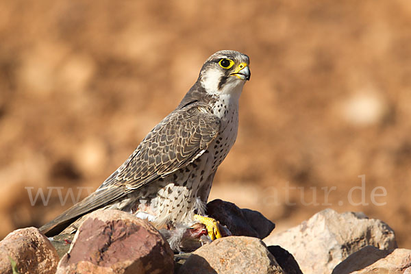 Lannerfalke sspec.1 (Falco biarmicus erlangeri)