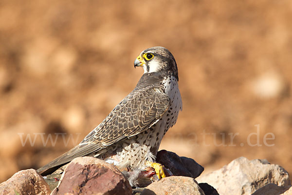 Lannerfalke sspec.1 (Falco biarmicus erlangeri)