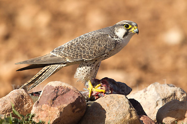 Lannerfalke sspec.1 (Falco biarmicus erlangeri)