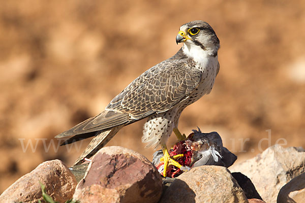 Lannerfalke sspec.1 (Falco biarmicus erlangeri)