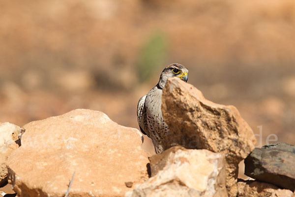 Lannerfalke sspec.1 (Falco biarmicus erlangeri)