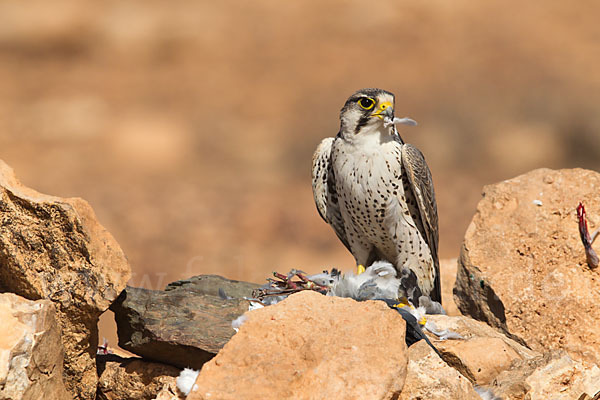 Lannerfalke sspec.1 (Falco biarmicus erlangeri)