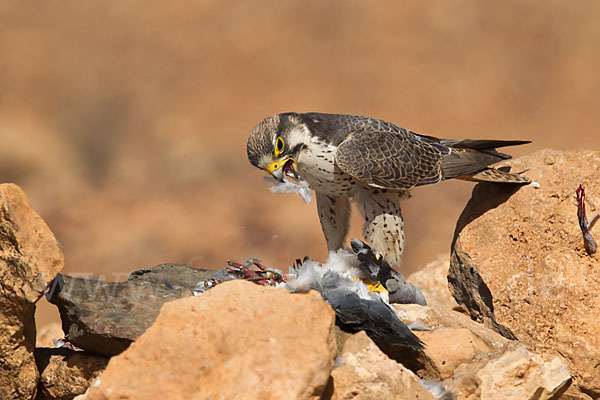 Lannerfalke sspec.1 (Falco biarmicus erlangeri)