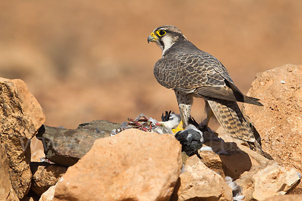 Lannerfalke sspec.1 (Falco biarmicus erlangeri)