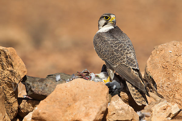 Lannerfalke sspec.1 (Falco biarmicus erlangeri)