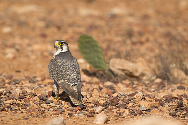 Lannerfalke sspec.1 (Falco biarmicus erlangeri)