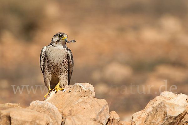 Lannerfalke sspec.1 (Falco biarmicus erlangeri)