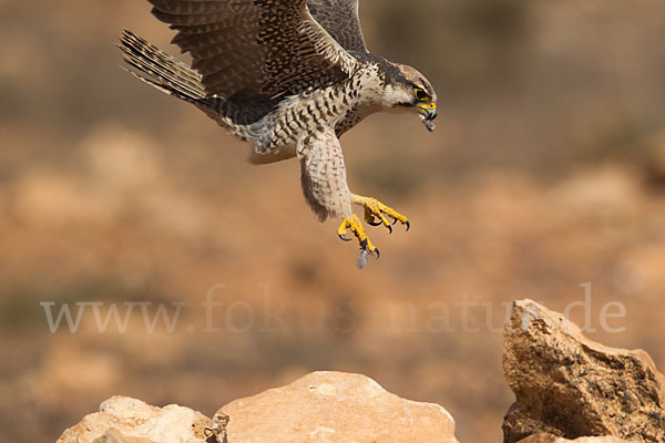 Lannerfalke sspec.1 (Falco biarmicus erlangeri)