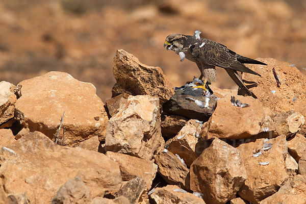 Lannerfalke sspec.1 (Falco biarmicus erlangeri)