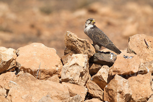 Lannerfalke sspec.1 (Falco biarmicus erlangeri)