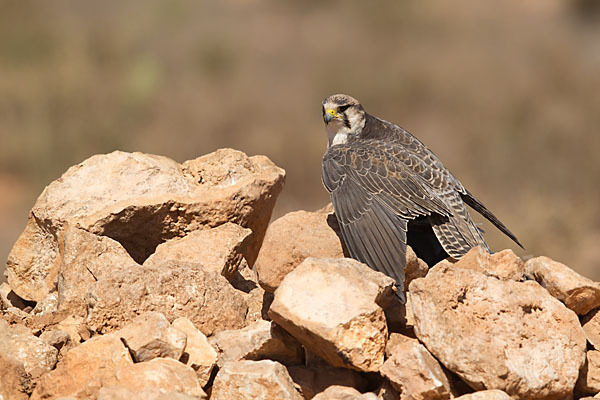 Lannerfalke sspec.1 (Falco biarmicus erlangeri)