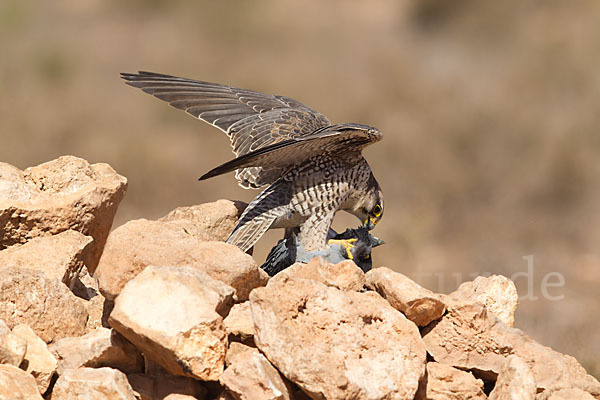 Lannerfalke sspec.1 (Falco biarmicus erlangeri)