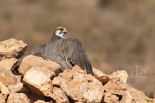 Lannerfalke sspec.1 (Falco biarmicus erlangeri)