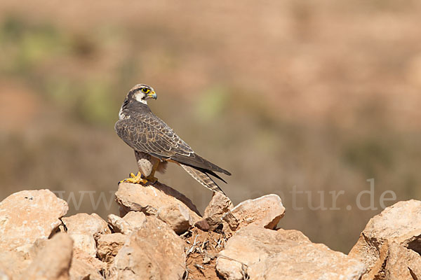 Lannerfalke sspec.1 (Falco biarmicus erlangeri)