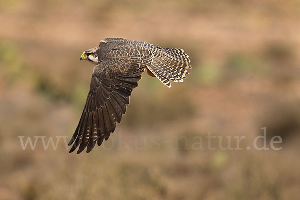 Lannerfalke sspec.1 (Falco biarmicus erlangeri)