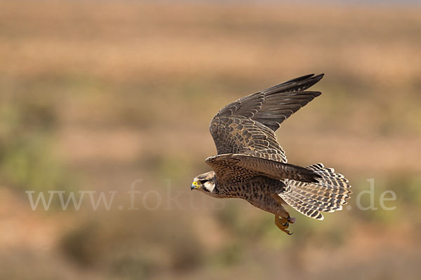 Lannerfalke sspec.1 (Falco biarmicus erlangeri)