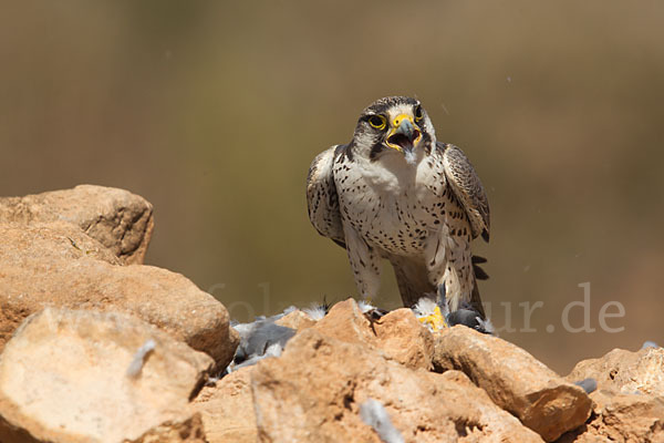 Lannerfalke sspec.1 (Falco biarmicus erlangeri)