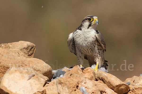 Lannerfalke sspec.1 (Falco biarmicus erlangeri)