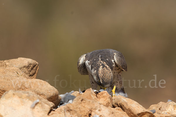 Lannerfalke sspec.1 (Falco biarmicus erlangeri)