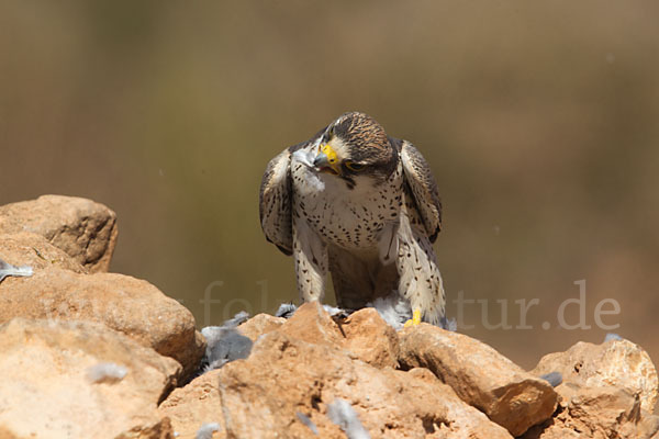 Lannerfalke sspec.1 (Falco biarmicus erlangeri)