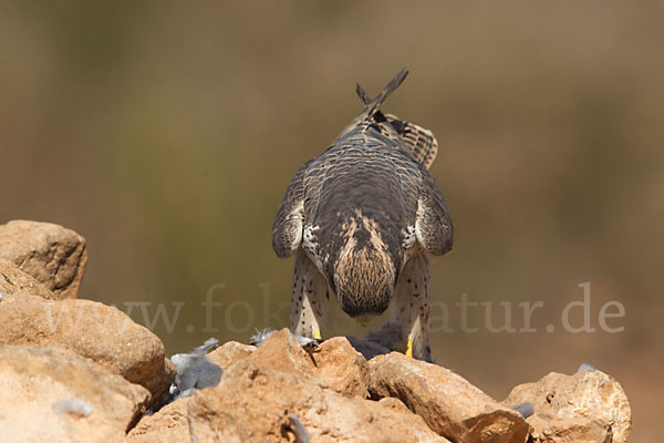 Lannerfalke sspec.1 (Falco biarmicus erlangeri)