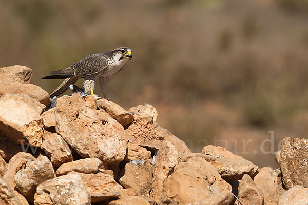 Lannerfalke sspec.1 (Falco biarmicus erlangeri)