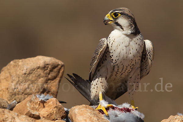 Lannerfalke sspec.1 (Falco biarmicus erlangeri)