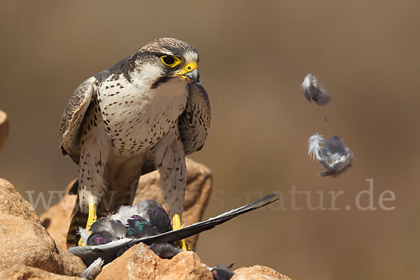 Lannerfalke sspec.1 (Falco biarmicus erlangeri)