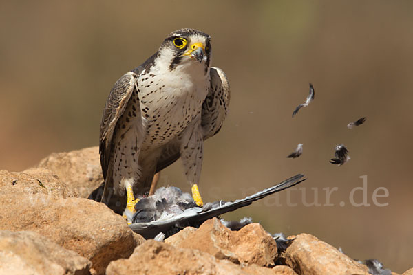 Lannerfalke sspec.1 (Falco biarmicus erlangeri)