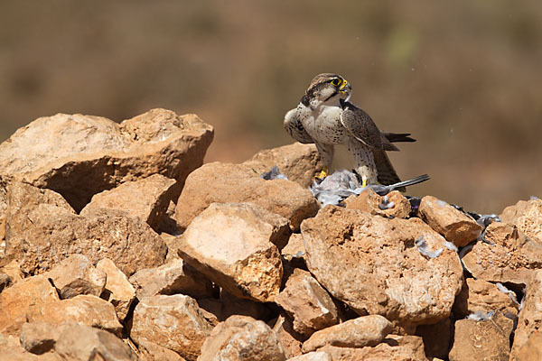 Lannerfalke sspec.1 (Falco biarmicus erlangeri)