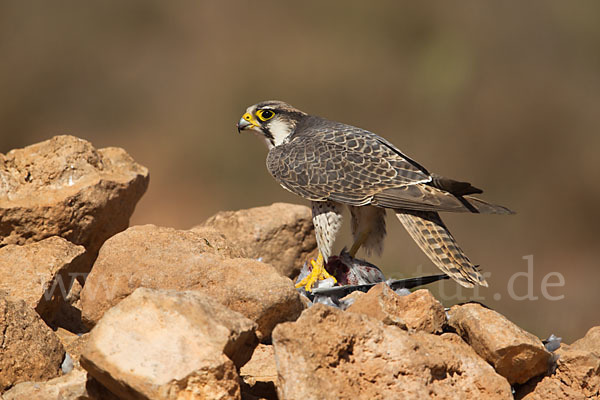 Lannerfalke sspec.1 (Falco biarmicus erlangeri)