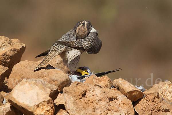 Lannerfalke sspec.1 (Falco biarmicus erlangeri)